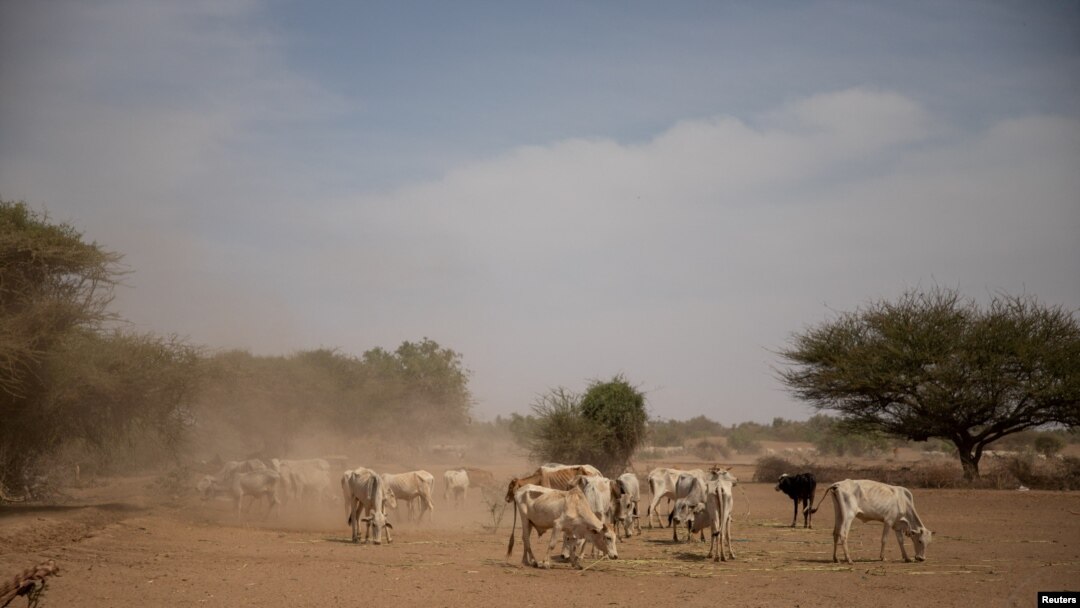 Cattle affected by the effects of the drought situation eat fodder in an open field in Adadle district, Biyolow Kebele in Somali region of Ethiopia.