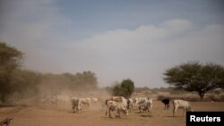 Cattle affected by the effects of the drought situation eat fodder in an open field in Adadle district, Biyolow Kebele in Somali region of Ethiopia.