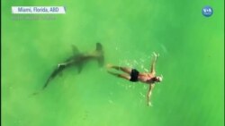 “ABD’de Köpek Balıkları Sahillere Yakın Yüzüyor” 