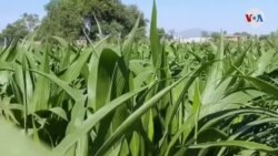 Venezolanos reaccionan a anuncio de Maduro de entregar tierras a productores extranjeros
