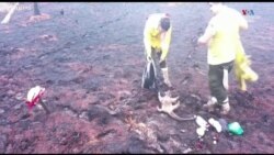 Հրշեջները փրկել են մրջնակերին Բոլիվիայի հրդեհներից-.mp4