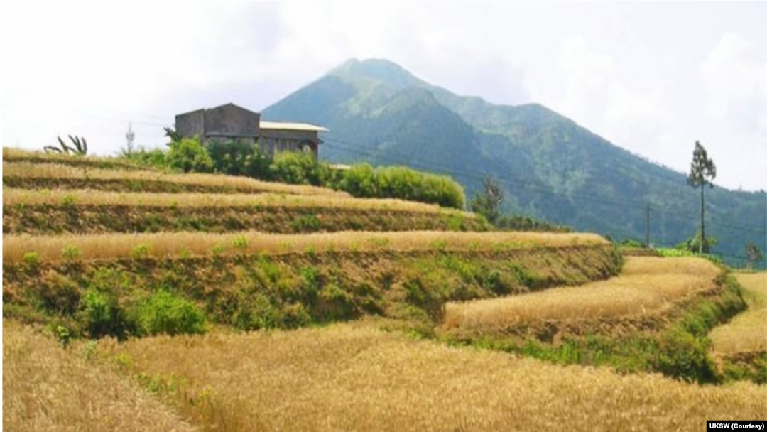 Ladang gandum yang dikembangkan para peneliti UKSW, dokumentasi masa tanam September 2018. (Foto: UKSW)