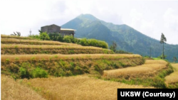 Ladang gandum yang dikembangkan para peneliti UKSW, dokumentasi masa tanam September 2018. (Foto: UKSW)