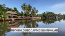 El cambio climático amenaza los manglares de El Salvador