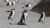 Endangered South African Penguins Driven Away by Shipping Noise