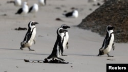 This file photo shows a group of African penguins walk across Seaforth Beach, near Cape Town, South Africa, November 3, 2020. (REUTERS/Sumaya Hisham/File Photo)