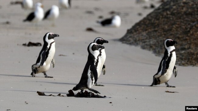 This file photo shows a group of African penguins walk across Seaforth Beach, near Cape Town, South Africa, November 3, 2020. (REUTERS/Sumaya Hisham/File Photo)