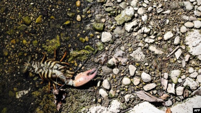 A crayfish shell lies on the dried river bed of the Infant River Thames in Ashton Keynes, England, on Aug. 8, 2022.