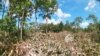 Cut-down vegetation in an area marked for development in the Phnom Tamao forest, an hour drive from Cambodia's capital Phnom Penh, on August 7, 2022. (Photo by Handout / WILDLIFE ALLIANCE / AFP)