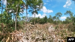 Cut-down vegetation in an area marked for development in the Phnom Tamao forest, an hour drive from Cambodia's capital Phnom Penh, on August 7, 2022. (Photo by Handout / WILDLIFE ALLIANCE / AFP)