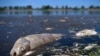 Menteri Jerman Sayangkan Bencana Ekologi di Sungai Oder