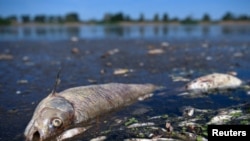 Seekor ikan mati tergeletak di tepi Sungai Oder yang berada di wilayah perbatasan antara Jerman dan Polandia di Brieskow-Finkenheerd, Frankfurt (Oder), Jerman, pada 11 Agustus 2022. (Foto: Reuters/Annegret Hilse)