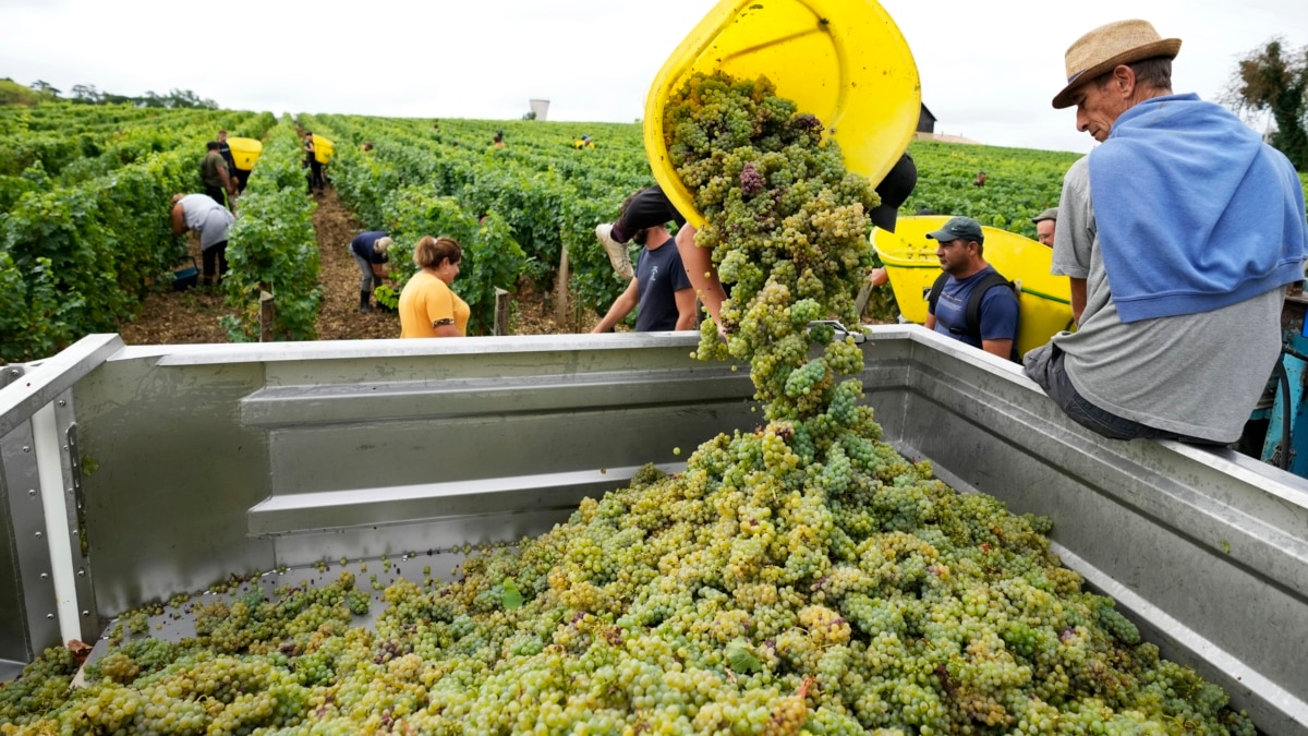 In France, Warmer Weather Means Earlier Grape Harvest, Better Wine