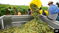 Workers collect white grapes of sauvignon in the Grand Cru Classe de Graves of the Château Carbonnieux, in Pessac Leognan, south of Bordeaux, southwestern France, Tuesday, Aug. 23, 2022. (AP Photo/Francois Mori)
