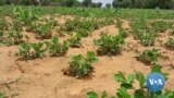 🇲🇱Mali koronfai Lakana baliya Kasaraw dani ni sele kola 