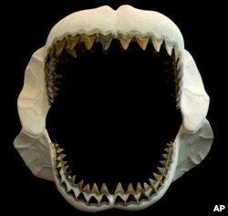 This photo provided by the Florida Museum of Natural History in August 2022, shows a reconstructed jaw of Carcharocles megalodon, an extinct species of shark that lived about 23 to 3.6 million years ago.