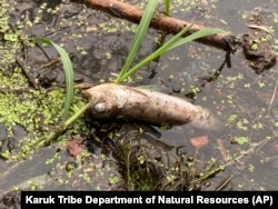 One of tens of thousands of dead fish found dead in the Klamath River in northern California, Aug. 6, 2022.