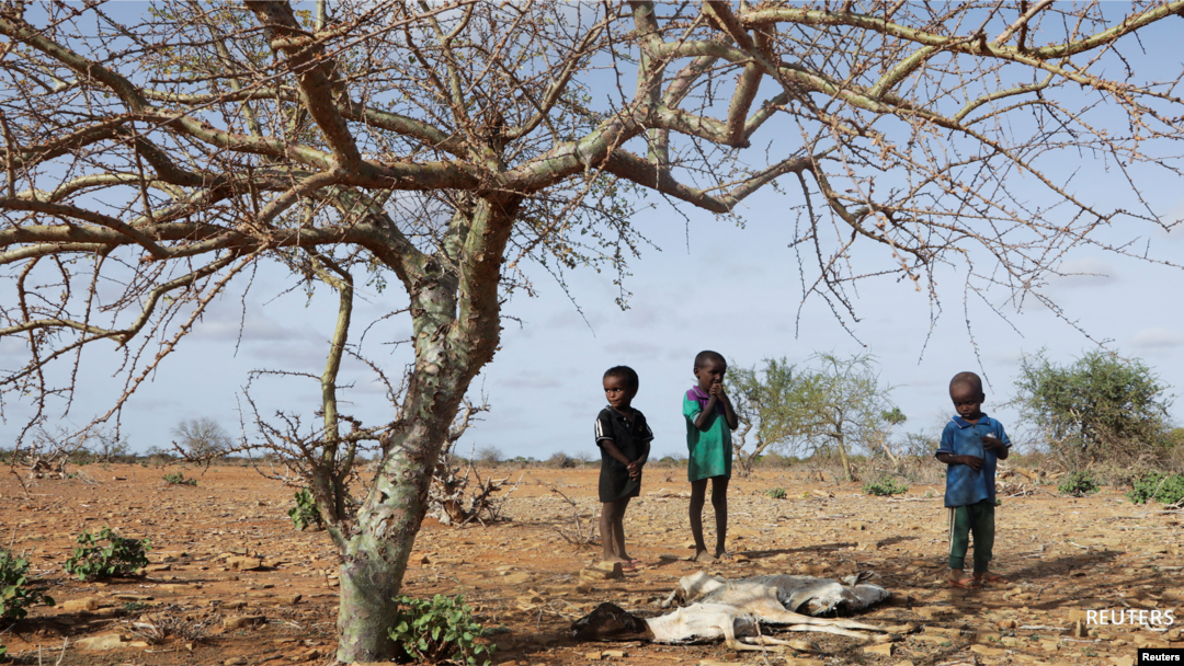 Anak-anak Somalia yang terlantar secara internal Ali berdiri di dekat bangkai ternak mereka yang mati setelah kekeringan parah di Somalia 26 Mei 2022.