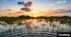 Taman Nasional Everglades di Florida, hutan belantara subtropis yang luas dengan beragam tanaman dan satwa liar. (Courtesy: Layanan Taman Nasional)