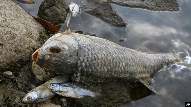 Dead fish lie on the banks of the German-Polish border river Oder in Lebus, eastern Germany, Aug. 13, 2022.
