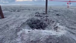 Մեծ խմբով կրիաների ձագերը Հարավային Կարոլինայի լողափում_1.mp4