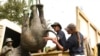 Zimbabwe Moves 2,500 Wild Animals Due to Climate Change 