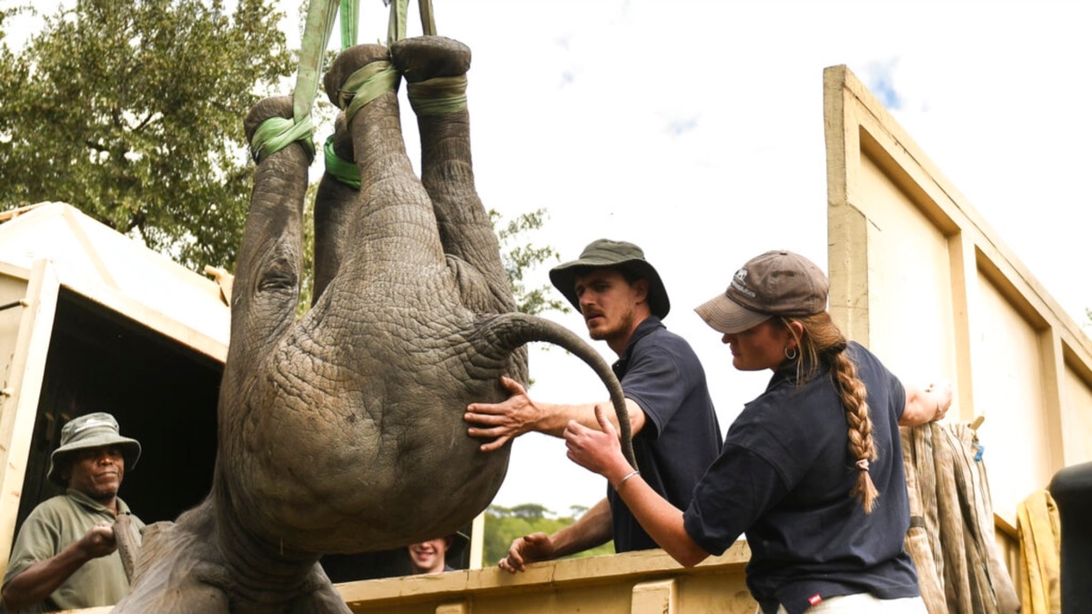 Zimbabwe Moves 2,500 Wild Animals Due to Climate Change - Vimarsana News