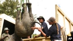 FILE - An elephant is hoisted into a transport vehicle at the Liwonde National Park southern Malawi, July 10, 2022. 