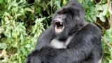 In this file photo, an endangered silverback mountain gorilla from the Nyakamwe-Bihango family yawns within the forest in Virunga national park near Goma in eastern Democratic Republic of Congo, May 3, 2014. (REUTERS/Kenny Katombe/File Photo)