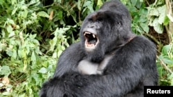 FILE: An endangered silverback mountain gorilla from the Nyakamwe-Bihango family yawns within the forest in Virunga national park near Goma in eastern Democratic Republic of Congo. Taken May 3, 2014. 