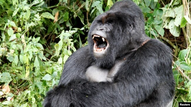 In this file photo, an endangered silverback mountain gorilla from the Nyakamwe-Bihango family yawns within the forest in Virunga national park near Goma in eastern Democratic Republic of Congo, May 3, 2014. (REUTERS/Kenny Katombe/File Photo)