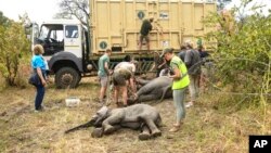 FILE - Elephants are prepared to be hoisted into a transport vehicle at the Liwonde National Park southern Malawi, July 10, 2022.