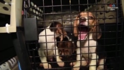 Հետազոտական ​​հաստատությունից 4000 բիգլ շուն է փրկվել_1.mp4