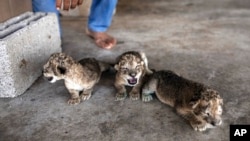 Three newborn lion cubs are displayed at Nama zoo in Gaza City, Aug. 13, 2022.