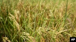 Parched rice plants blow in the breeze in a farm field in Mu'er town on the outskirts of Chonqing, China, Aug. 21, 2022. 