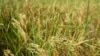 Un sembrado de arroz con las hojas ya resecas, en un campo agrícola en la ciudad de Mu'er, en las afueras de Chonqing, China, el 21 de agosto de 2022.