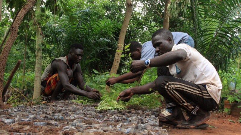 Climat : au Togo, la forêt de Togodo résiste grâce à la conservation