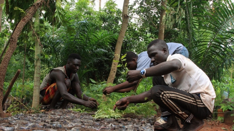 Face à l'urgence climatique, des Togolais s'activent au reboisement