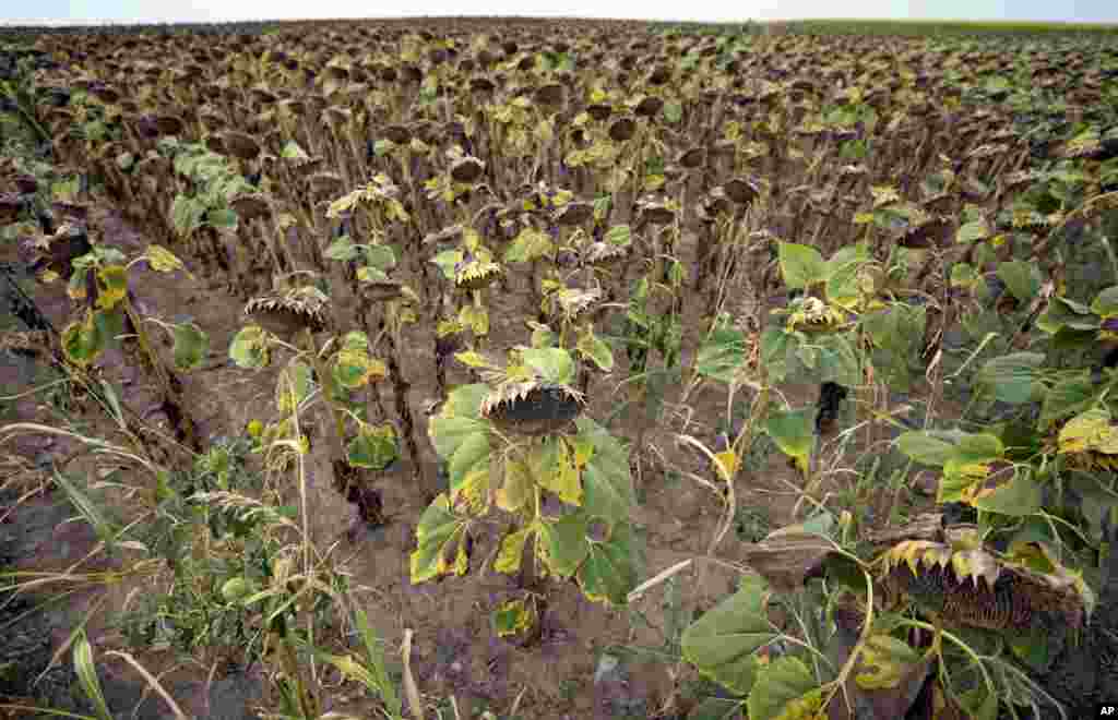 Dry sunflowers are seen in a field near the village of Conoplja, 150 kilometers northwest of Belgrade, Serbia, Aug. 9, 2022.