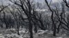 Algeria Forest Fires Kill at Least 37