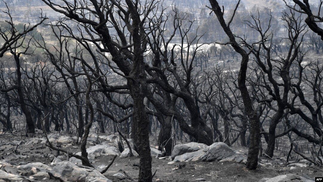 Charred trees are pictured on the outskirts of the Algerian city of El Taref, Aug. 18, 2022. Algerian firefighters were battling a string of blazes, fanned by drought and a blistering heat wave.