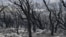 Charred trees are pictured on the outskirts of the Algerian city of El Taref, Aug. 18, 2022. Algerian firefighters were battling a string of blazes, fanned by drought and a blistering heat wave.