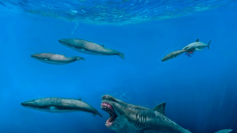 Giant Sharks Once Roamed the Seas, Feasting on Huge Meals