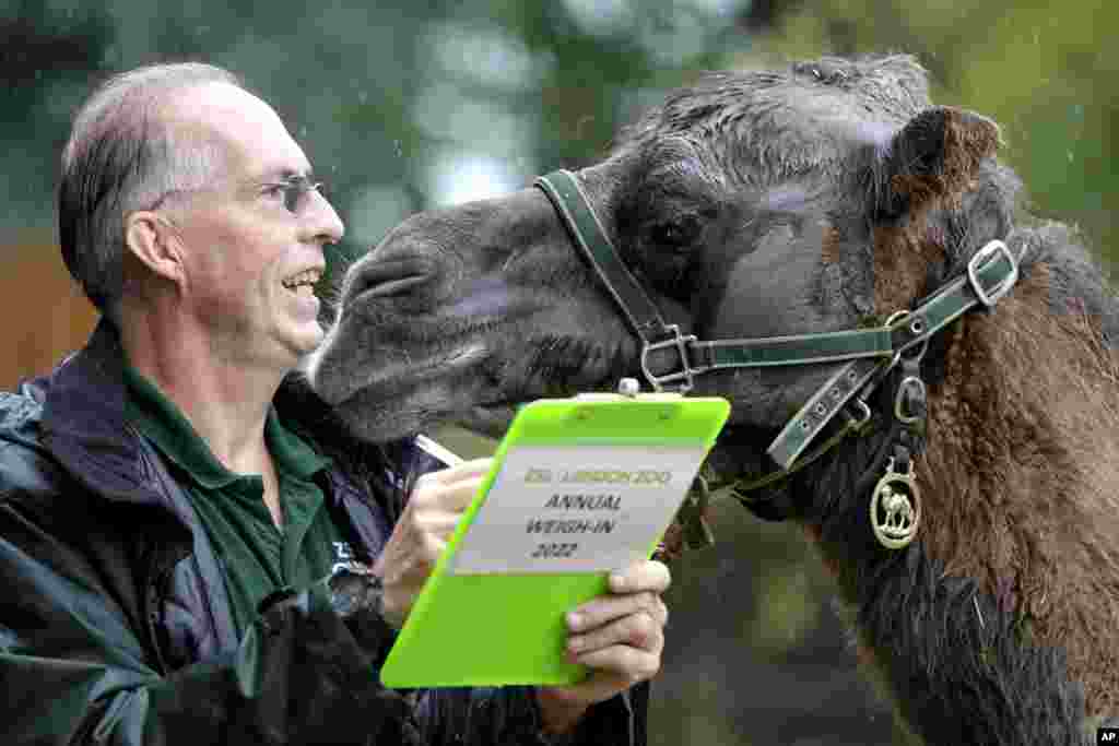 Noemie a Bactrian Camel gets inquisitive as she is weighed by keeper Mick Tiley during the Weigh-in at ZSL London Zoo in London.