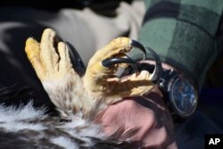 The talons of a six-week-old young golden eagle are seen as the bird's feet are held by Charles 'Chuck' Preston during research work at a nesting site, on Wednesday, June 15, 2022, near Cody, Wyo.