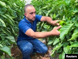 Insinyur pertanian Yordania Suhib Ayyad memeriksa paprika hijau di dalam rumah kaca di Amman, Yordania 31 Juli 2022. (REUTERS/Jehad Shelbak)