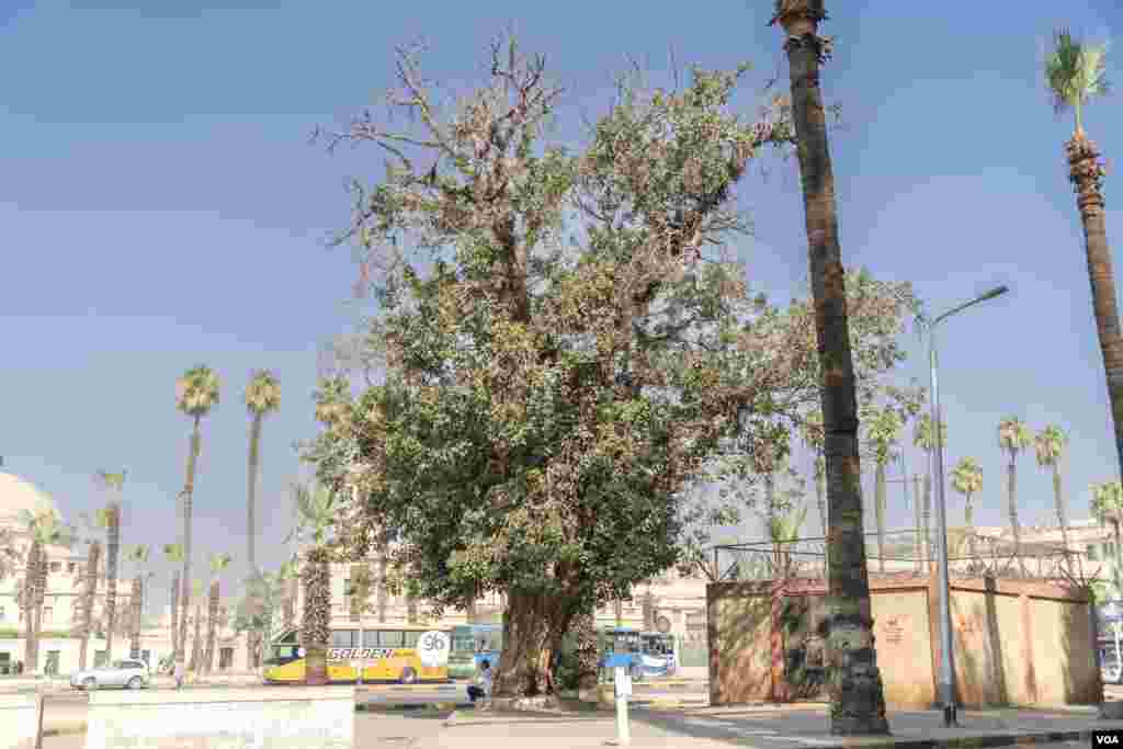“This 120-year-old sycamore—older than Cairo University itself—is suffering from the concrete blocks that surround its trunk,” says botany professor Hamdy in Cairo, July 26, 2022. (Hamada Elrasam/VOA) 