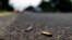 In this Oct. 16, 2019 photo spent bullet casings litter the site where a convoy of Michoacan state police were ambushed and slaughtered by Jalisco cartel gunmen, in El Aguaje, Mexico. 