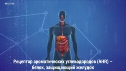 Капуста против рака