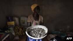 Parmi les animaux plus braconnés au monde, le pangolin est protégé depuis 2016 au Liberia. (AFP)